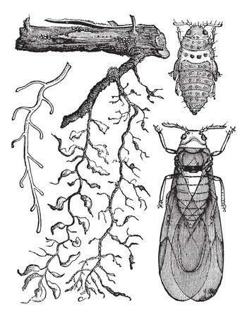 Phylloxera. - Radicicola: a, healthy root. b, root aphids on which work, designed so as to show the nodes and swelling caused by their bites. c, abandoned by root aphids on which the radicles begin to die. d, root aphids on the big (natural size). e, pupaのイラスト素材
