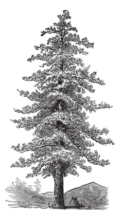American yellow pine (Pinus ponderosa) or Ponderosa Pine or Bull Pine or Blackjack Pine or Western Yellow Pine,vintage engraved illustration. Trousset encyclopedia (1886 - 1891). のイラスト素材