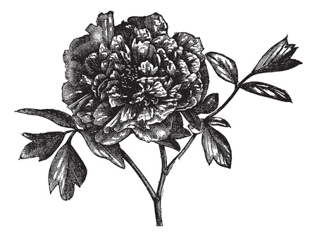 Tree peony (Paeonia Moutan), vintage engraved illustration. Tree peony isolated on white. Trousset encyclopedia (1886 - 1891).のイラスト素材
