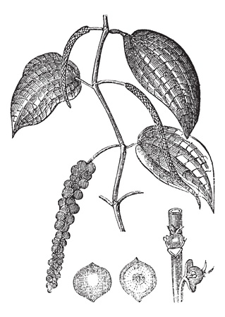 Black pepper or Piper nigrum, vintage engraved illustration. Trousset encyclopedia (1886 - 1891).のイラスト素材