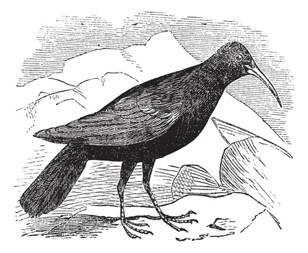 European Roller or Coracias garrulus, vintage engraving. Old engraved illustration of European Roller.のイラスト素材