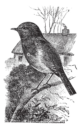 European Robin or Erithacus rubecula or Robin, vintage engraving. Old engraved illustration of European Robin waiting on a branch.のイラスト素材