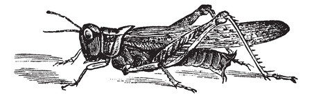 Rocky Mountain Locust or Melanoplus spretus, vintage engraving. Old engraved illustration of Rocky Mountain Locust.のイラスト素材