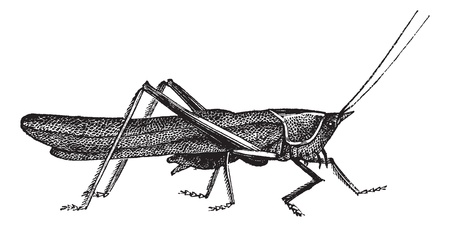 Meadow grasshopper or Chorthippus parallelus, vintage engraving. Old engraved illustration of Meadow grasshopperのイラスト素材
