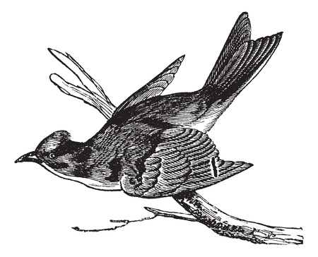 Pewee (Sayornis fuscus), vintage engraved illustration. Pewee perched on tree branch. Trousset encyclopedia (1886 - 1891).のイラスト素材