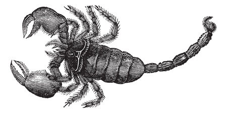 Black Scorpion (Scorpio afer), vintage engraved illustration. Black Scorpion isolated on white.Trousset encyclopedia (1886 - 1891). のイラスト素材