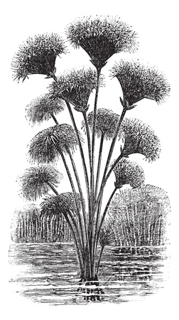 Papyrus sedge or Cyperus papyrus or Paper reed, vintage engraving. Old engraved illustration of Papyrus sedge.のイラスト素材