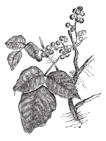 Poison ivy (Rhus Toxicodendron), vintage engraved illustration. Trousset encyclopedia (1886 - 1891).のイラスト素材