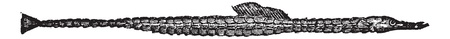 Syngnathus peckianus, vintage engraved illustration. Syngnathus peckianus on white. Trousset encyclopedia (1886 - 1891).のイラスト素材