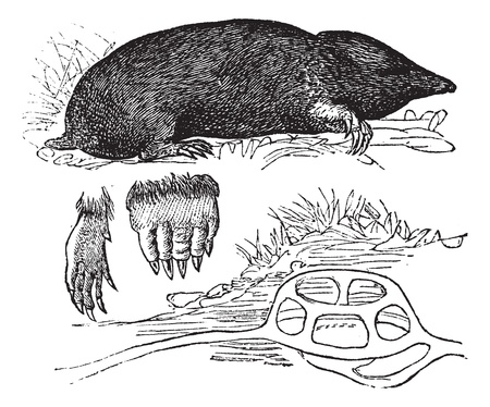 Taupe in Europe (Talpa Europaea) or Northern Mole or Common Mole. a, foreleg, b, hind legs, c, nest, vintage engraved illustration. Trousset encyclopedia (1886 - 1891).のイラスト素材