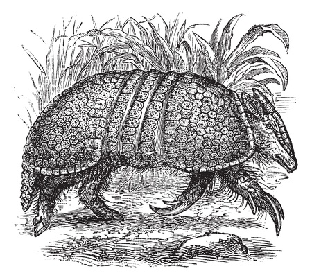 Giant armadillo (Dasypus gigas), vintage engraved illustration. Trousset encyclopedia (1886 - 1891).のイラスト素材