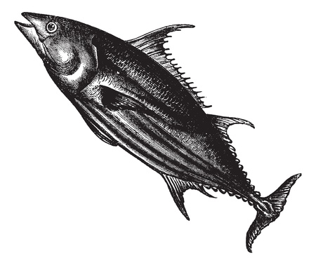 Tropical bonito (Thunnus pelamys), vintage engraved illustration. Trousset encyclopedia (1886 - 1891).のイラスト素材
