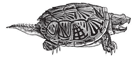 Snapping Turtle (Chelydra serpentina), vintage engraved illustration. Snapping Turtle isolated on...