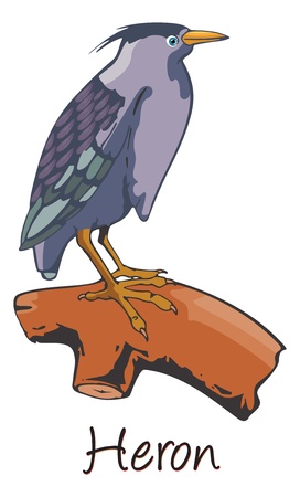 Heron, Perched on a Branch, Color Illustrationのイラスト素材