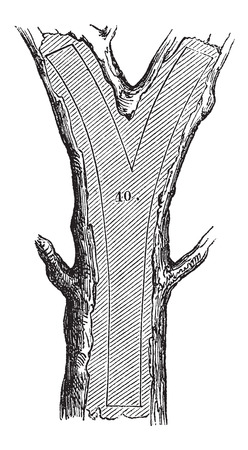 How a Tree is Made into Lumber - Fork section, vintage engraved illustration. Le Magasin Pittoresque - Larive and Fleury - 1874のイラスト素材
