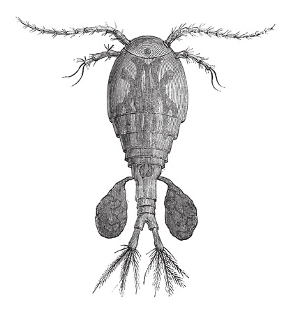 Freshwater Copepod or Cyclops sp., vintage engraved illustration. Le Magasin Pittoresque - Larive and Fleury - 1874のイラスト素材