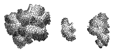 Brunner's Glands, vintage engraved illustration. Usual Medicine Dictionary by Dr Labarthe - 1885のイラスト素材