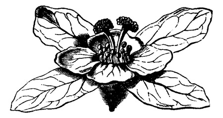 Hagenia or Hagenia abyssinica, showing female flower, vintage engraved illustration. Usual Medicine Dictionary by Dr Labarthe - 1885のイラスト素材