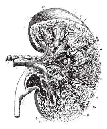 Kidney section, vintage engraved illustration. Usual Medicine Dictionary by Dr Labarthe - 1885.のイラスト素材