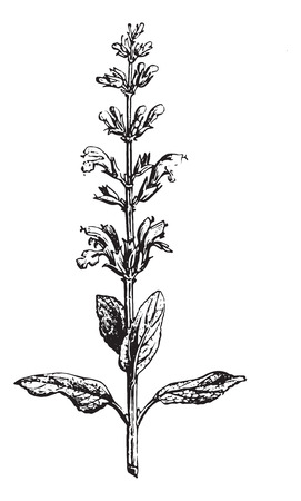 Sage or Salvia, vintage engraved illustration. Usual Medicine Dictionary by Dr Labarthe - 1885.のイラスト素材