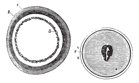 Fig. 953. Training blastoderm, Fig. 954. Onset of embryonic spot, vintage engraved illustration. Usual Medicine Dictionary - Paul Labarthe - 1885.のイラスト素材
