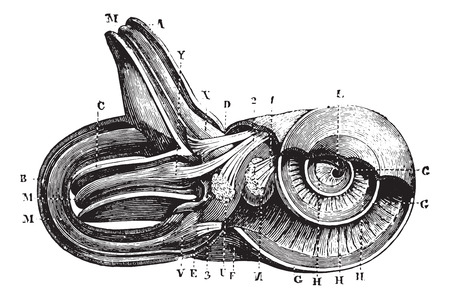 Inner ear. (Cup semi-circulairs and limacon channels.), vintage engraved illustration. Usual Medicine Dictionary - Paul Labarthe - 1885.のイラスト素材
