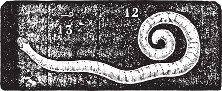 Pinworm or Enterobius or Threadworm or seatworm, vintage engraved illustration. Usual Medicine Dictionary - Paul Labarthe - 1885.のイラスト素材