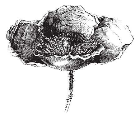 Somnifere poppy (flower) or Opium poppy or Papaver somniferum, vintage engraved illustration. Usual Medicine Dictionary - Paul Labarthe - 1885.のイラスト素材