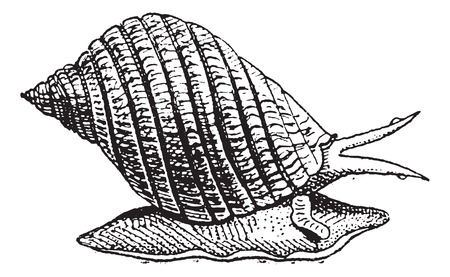 Common Periwinkle or Winkle or Littorina littorea, vintage engraved illustration. Dictionary of words and things - Larive and Fleury - 1895.のイラスト素材