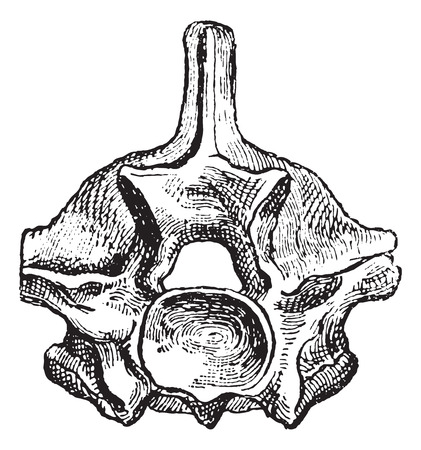 Reptile, Vertebra Python, vintage engraved illustration. Dictionary of words and things - Larive and Fleury - 1895.のイラスト素材