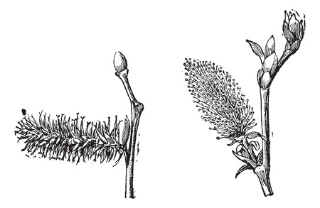 Old engraved illustration of Willow or sallow or osier with flower pistil and flower stamens isolated on a white background. Dictionary of words and things - Larive and Fleury ? 1895のイラスト素材