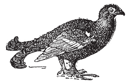 Tetras on white background,  vintage engraved illustration. Dictionary of words and things - Larive and Fleury - 1895.のイラスト素材