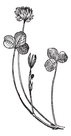 Trifolium repens or White clover or Dutch clover, vintage engraved illustration. Dictionary of words and things - Larive and Fleury - 1895.のイラスト素材