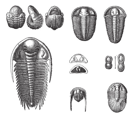 Trilobites, vintage engraved illustration. Dictionary of words and things - Larive and Fleury - 1895.のイラスト素材