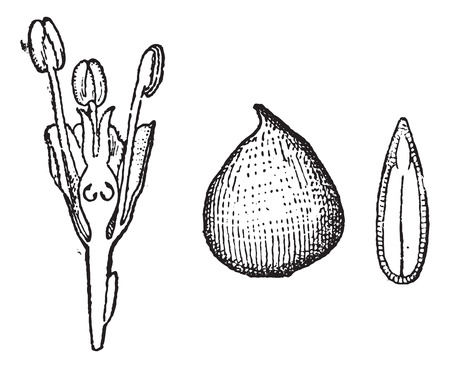 Ulmaceae, showing flower cross-section (left), whole seed (center), and seed cross-section (right), vintage engraved illustration. Dictionary of Words and Things - Larive and Fleury - 1895のイラスト素材