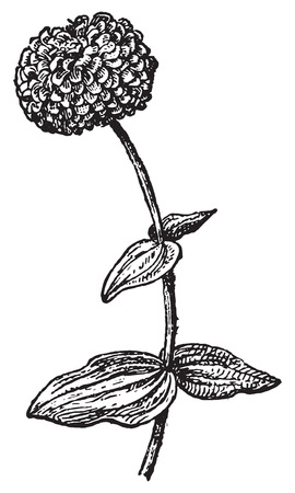 Zinnia or Zinnie, vintage engraved illustration. Dictionary of words and things - Larive and Fleury - 1895.のイラスト素材