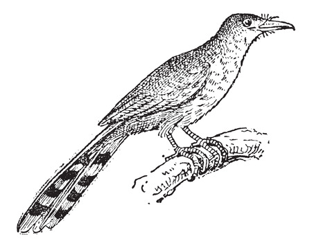 Hispaniolan Lizard Cuckoo or Coccyzus longirostris, vintage engraved illustration. Dictionary of Words and Things - Larive and Fleury - 1895のイラスト素材