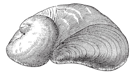 Requienia ammonia, fossil, vintage engraved illustration. Dictionary of Words and Things - Larive and Fleury - 1895のイラスト素材