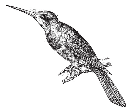 Jacamar Green, vintage engraved illustration. Dictionary of words and things - Larive and Fleury - 1895.のイラスト素材