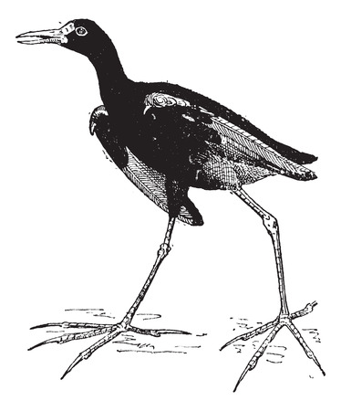 Jacana or Jesus birds or  Lily trotters, vintage engraved illustration. Dictionary of words and things - Larive and Fleury - 1895.のイラスト素材
