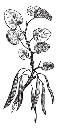 Judas tree (Cercis siliquastrum) isolated on white background,  vintage engraved illustration. Dictionary of words and things - Larive and Fleury - 1895.のイラスト素材