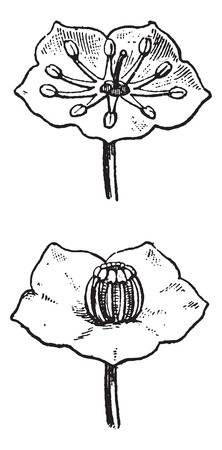 Kalmia isolated on white background, vintage engraved illustration. Dictionary of words and things - Larive and Fleury - 1895.のイラスト素材