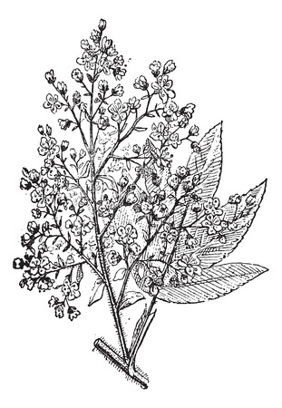 African redwood or brayera or cusso or hagenia or kousso or Hagenia abyssinica, vintage engraved illustration. Dictionary of words and things - Larive and Fleury - 1895.のイラスト素材