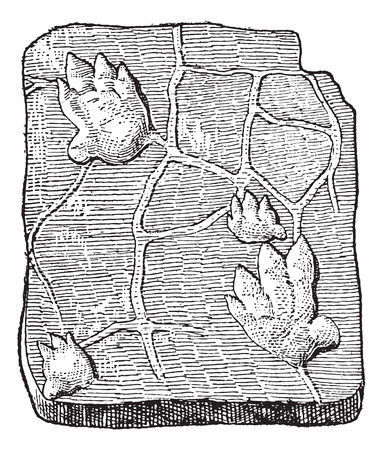Labyrinthodontia, footprint, vintage engraved illustration. Dictionary of words and things - Larive and Fleury - 1895.のイラスト素材
