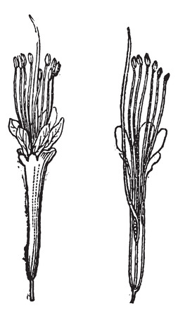 Nere or Parkia biglobosa, showing flower and flower cross-section, vintage engraved illustration. Dictionary of Words and Things - Larive and Fleury - 1895のイラスト素材