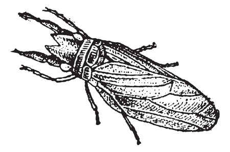 Caddisfly or Trichoptera, vintage engraved illustration. Dictionary of Words and Things - Larive and Fleury - 1895のイラスト素材
