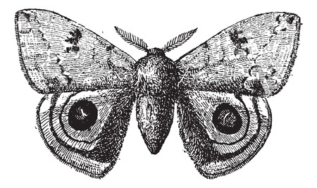 European Peacock or Peacock butterfly, vintage engraved illustration. Dictionary of words and things - Larive and Fleury - 1895.のイラスト素材