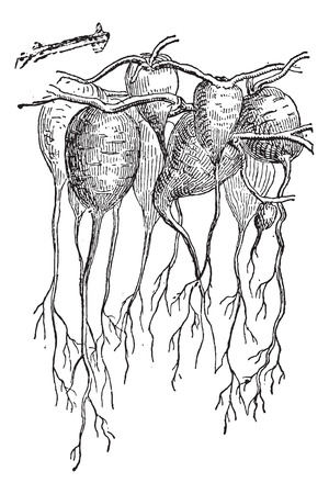 Jalap, underground portion, vintage engraved illustration. Dictionary of words and things - Larive and Fleury - 1895.のイラスト素材