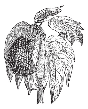 Jackfruit (Artocarpus heterophyllus), vintage engraved illustration. Dictionary of words and things - Larive and Fleury - 1895.のイラスト素材