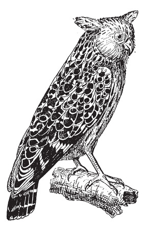 Bubo ketupu or Buffy fish owl, vintage engraved illustration. Dictionary of words and things - Larive and Fleury - 1895.のイラスト素材